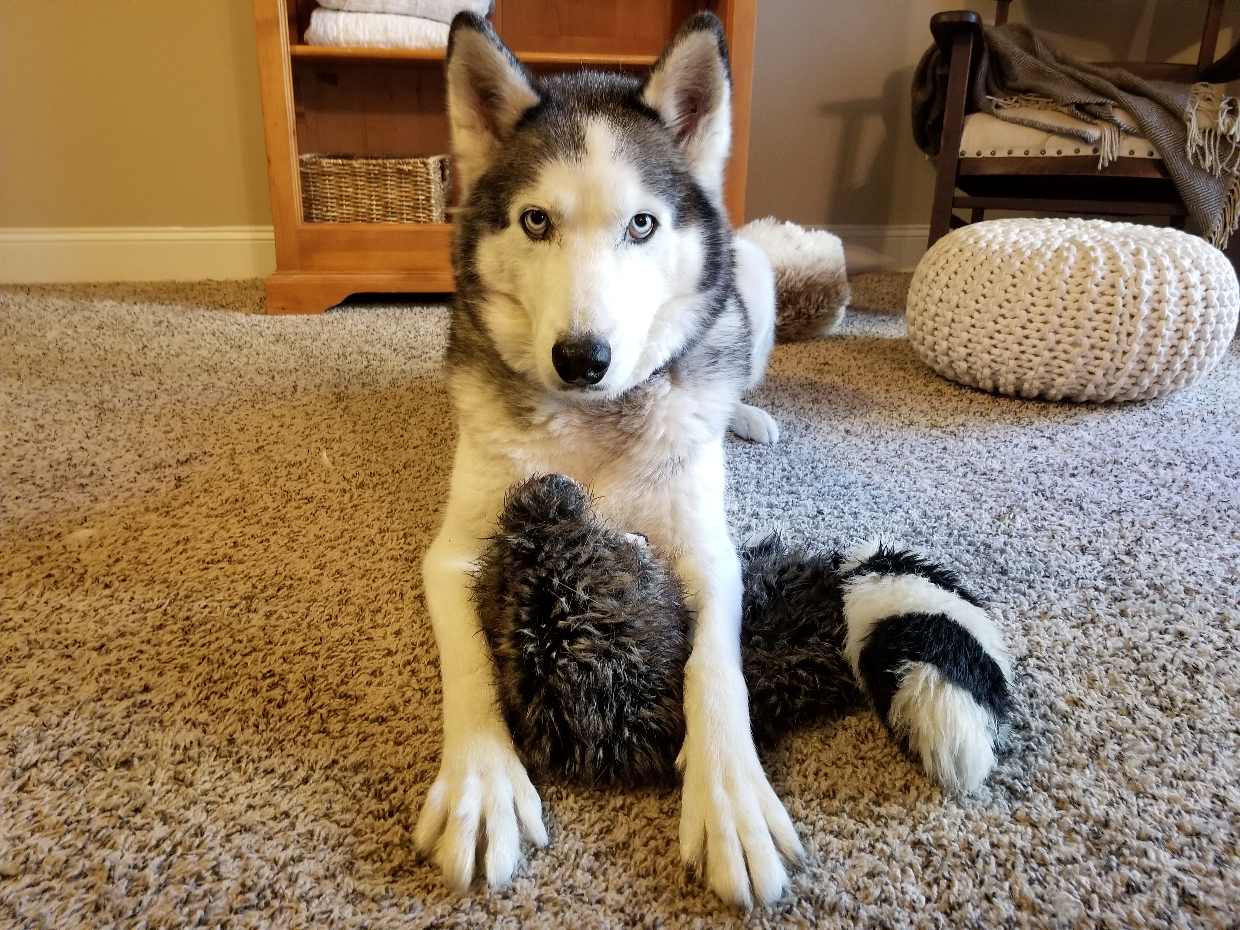 Hunter playing with his raccoon 