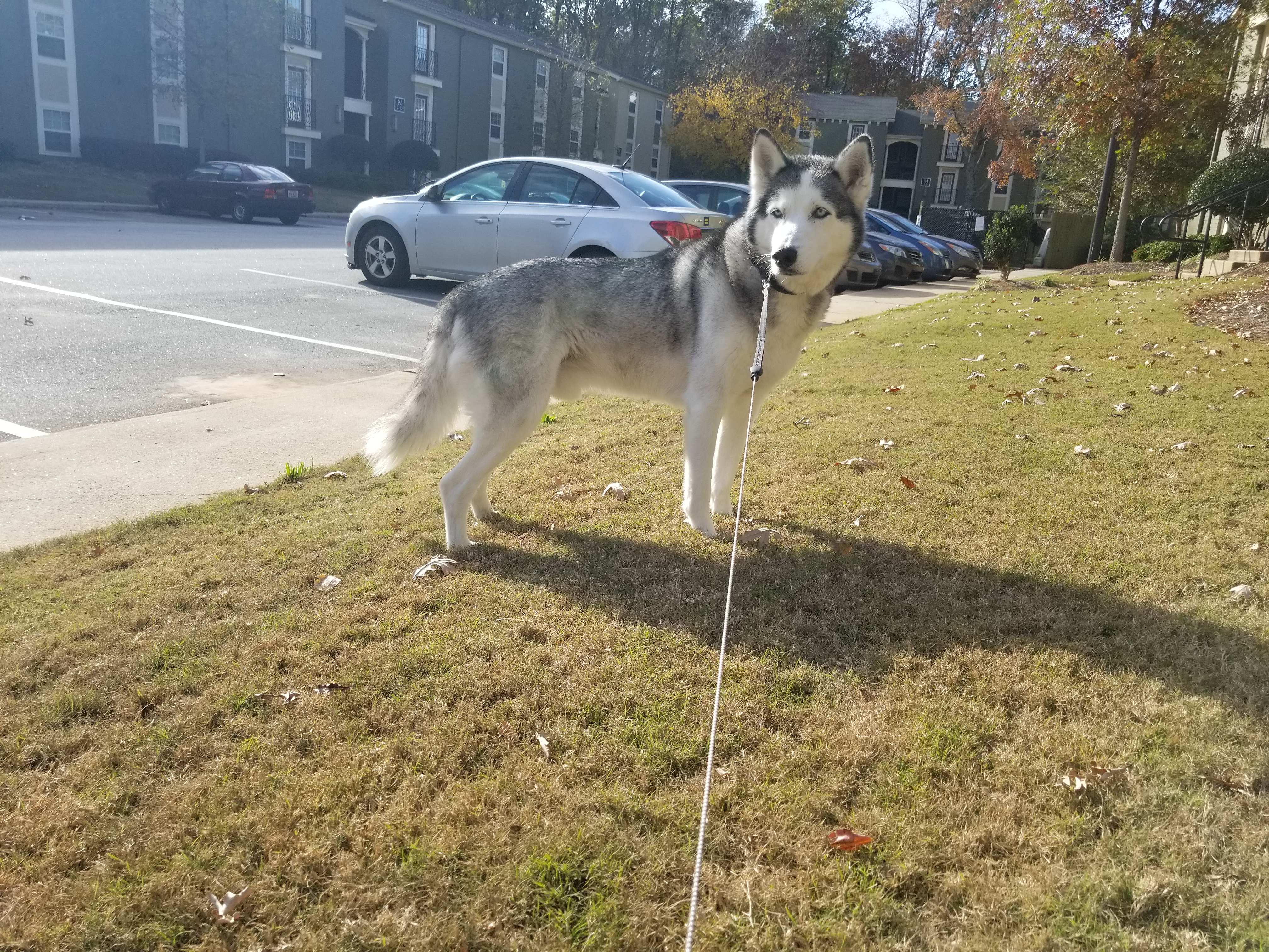Hunter loves walks in cold weather 