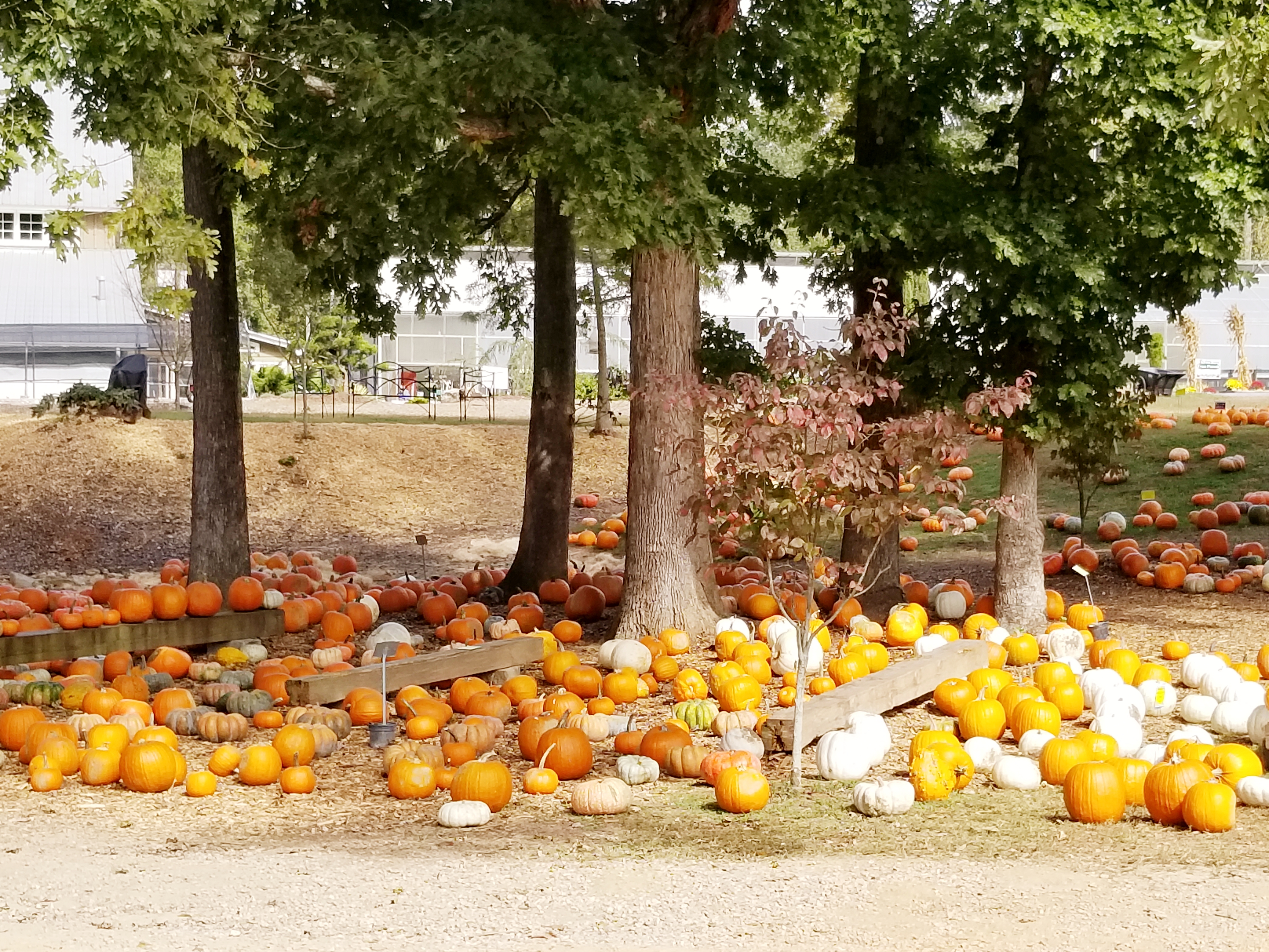 Scottsdale Farm pumpkin patch