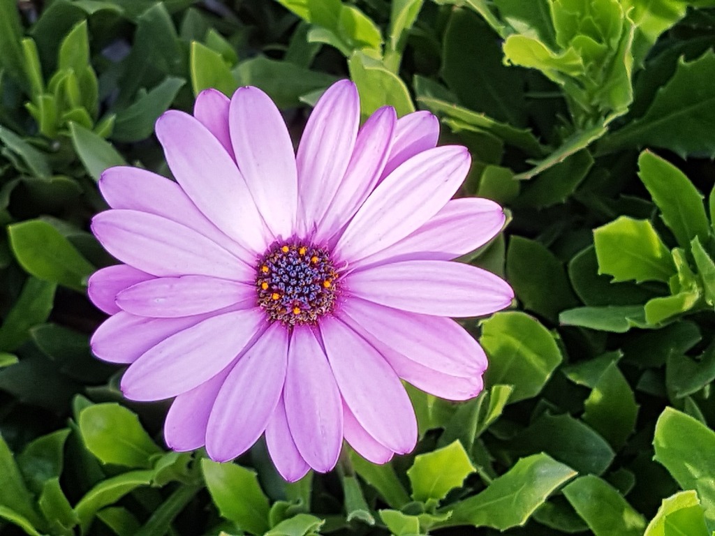Beautiful Purple flower